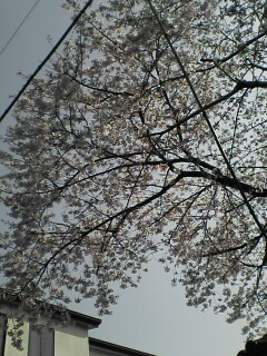 20050405_1.jpg